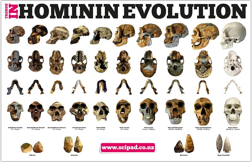 Trends in Hominin Evolution Poster – sciPAD NZ