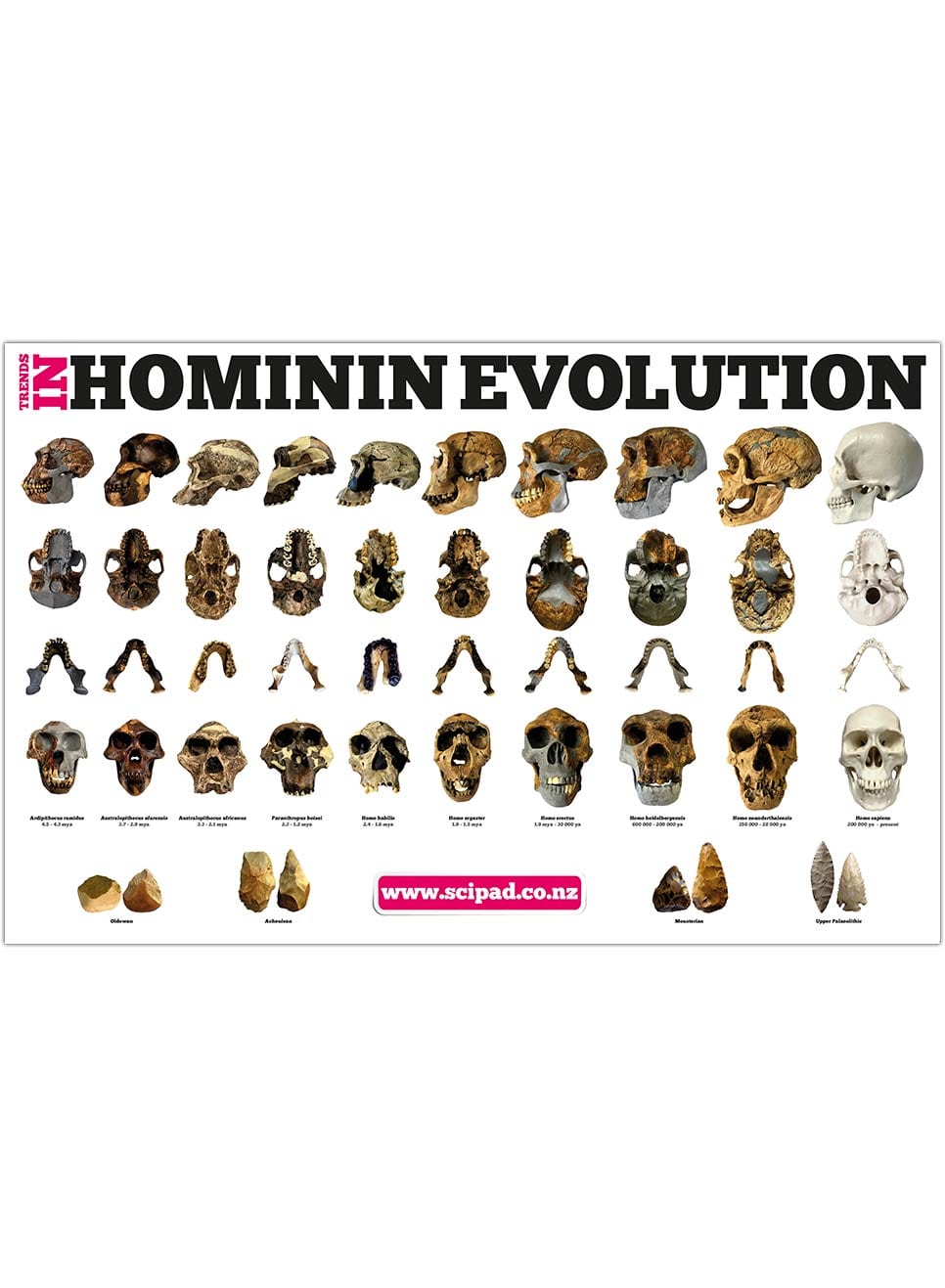 Trends in Hominin Evolution Poster